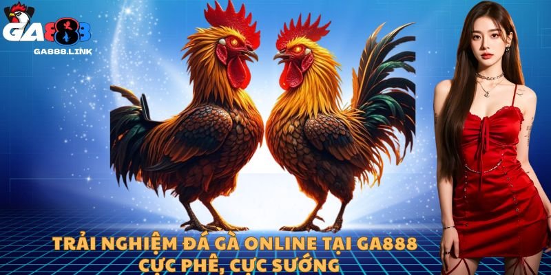 Trải nghiệm đá gà online tại GA888 – Cực phê, cực sướng